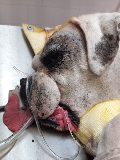 Veterinaria Salud Animal (piolín)