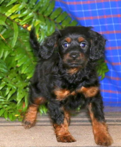 Puppies from PA - Thumbnail