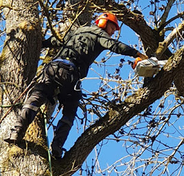 Photo n°8 de Lorrain - Abattage et Élagage d'arbres en Seine-et-Marne à Nangis (Service d'élagage)