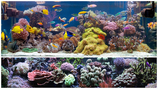 Reef Heart - Thumbnail