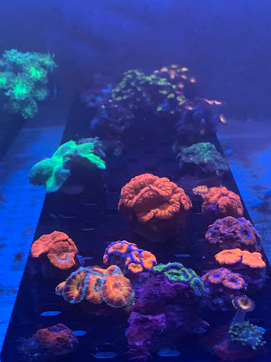 Empire Corals - Visual