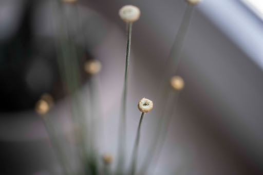 Physiola - Visual
