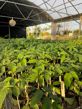 Ready-to-Grow Gardens by null