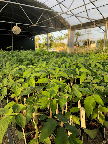 Ready-to-Grow Gardens by null