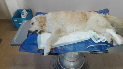 veterinary-care