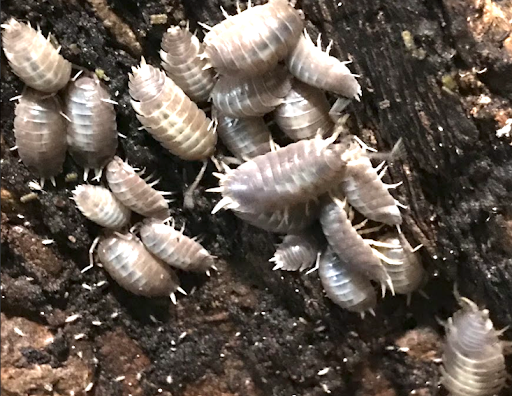 TinyBioWorlds - Thumbnail