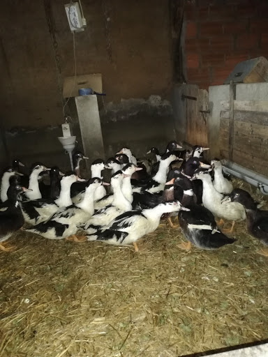 Ferme de Bacoge - Thumbnail