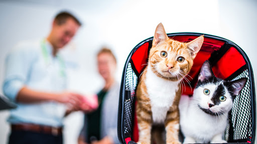 Rhodes Veterinary Surgery - Thumbnail