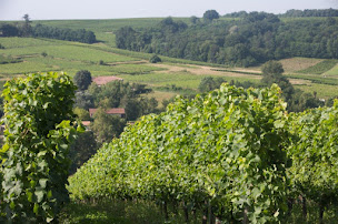 Photo n°7 de BURDIS à Gabarnac (Grossiste en vins)