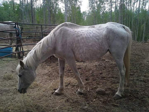 Double D-Lux Trail Riding & Petting Zoo