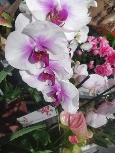 Flora Folies di Traverso Marco Gallery - Italy