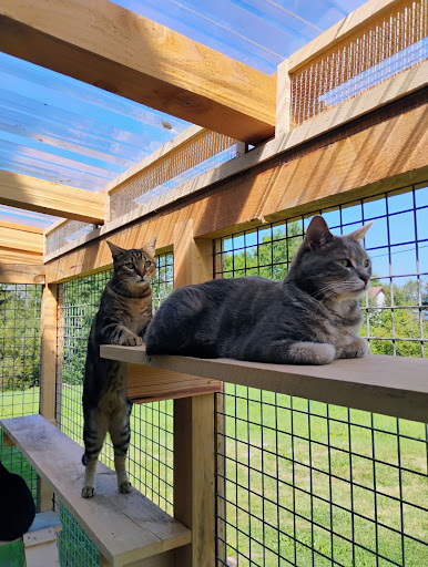Photo de Pension féline La Chat'Made à Ramonchamp (88160)