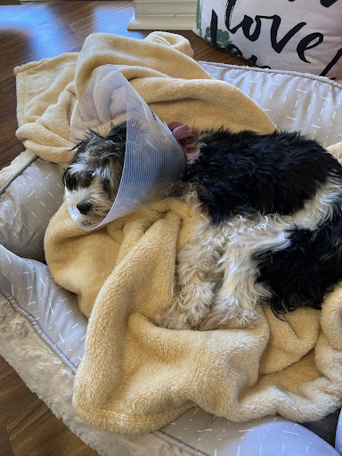Gregory Veterinary Clinic - Thumbnail