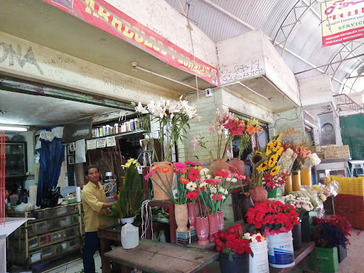 Floristas Pollito