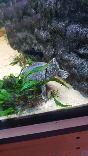 Acquario Tropicale