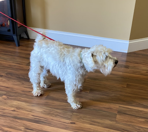 Mountain Mutts Dog Grooming - Thumbnail