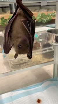 爬虫類・小動物ショップ CoCo Colors