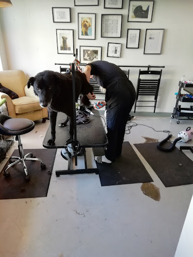 Bob the Dog Shop & Grooming - Thumbnail