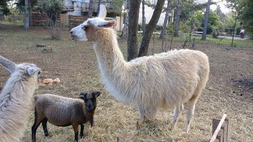 Parc animalier de Ginasservis - Thumbnail