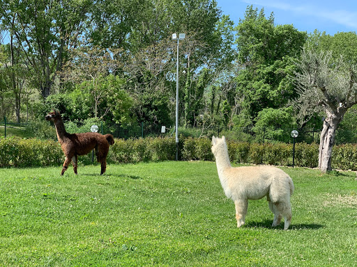 Alpaca Village - Thumbnail