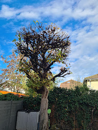 Photo n°2 de Capello entretien de jardin à Pontoise (Service d'élagage)