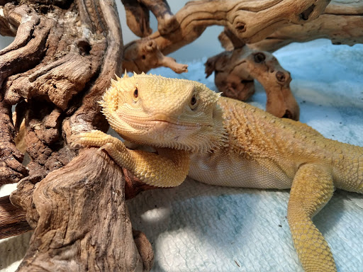 South Texas Dragons Gallery - United States