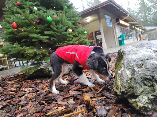 Petstop - Visual