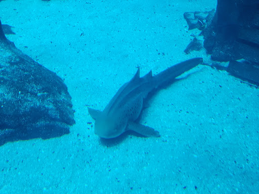 North Alabama Dive Center Gallery - United States