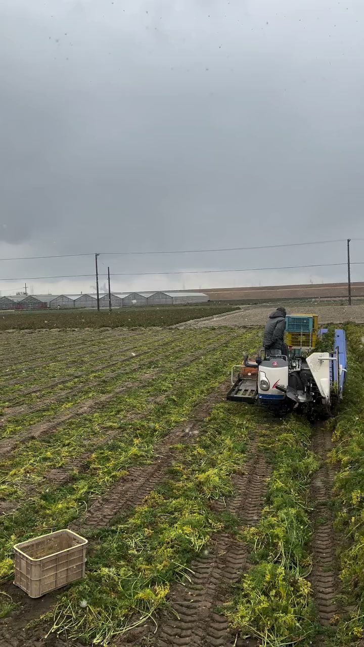 はらぺこ畑杉正農園