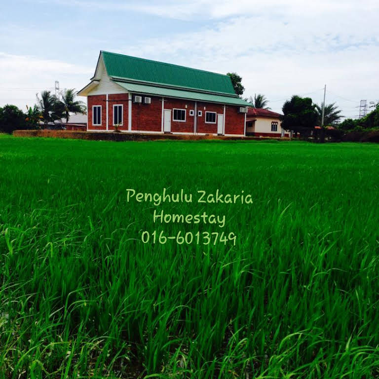 Homestay padi hijau