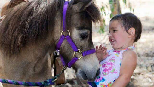 Host of Heaven Stables