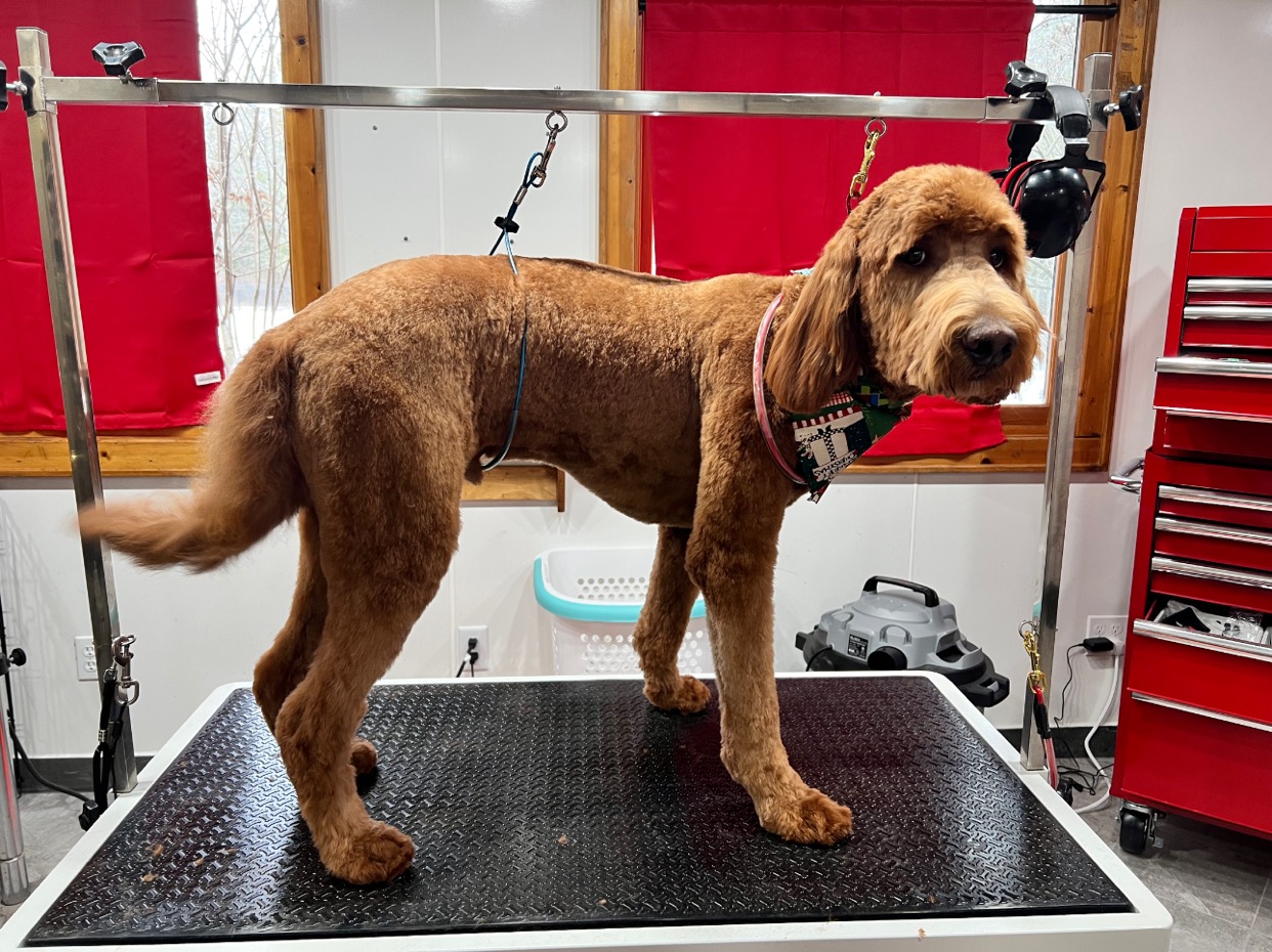 Dirty Pawz Pet Spa