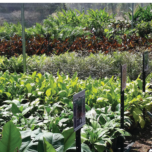 Plants Direct N.T - Thumbnail