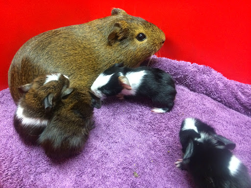 Edgeworth Animal Medical Centre - Thumbnail