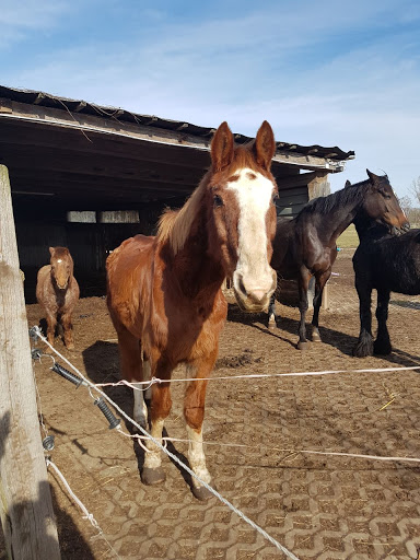 Crazy Horseland - Thumbnail