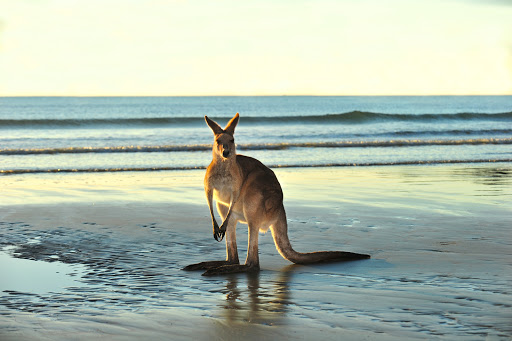 Go Australia - Visual