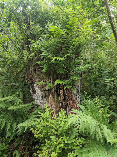 Ceunant Llennyrch National Nature Reserve - Thumbnail