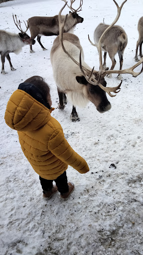 Colorado Reindeer Ranch