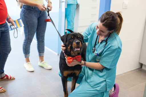 Kivet Clínicas Veterinarias