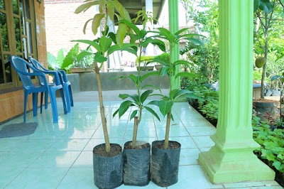 Photos of Agro Bibit ID - Jual Bibit Tanaman Indonesia