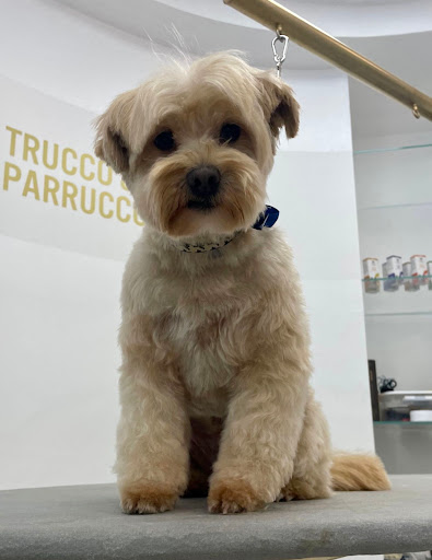 Toelettatura FELLOWS Dogs Boutique Brescia Gallery - Italy