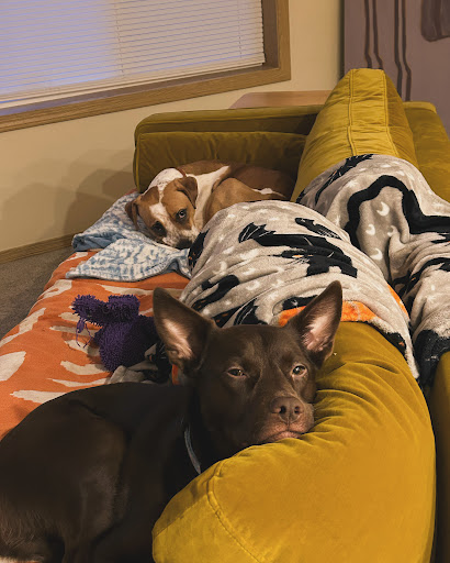 Hannah Pet Hospital Gallery - United States