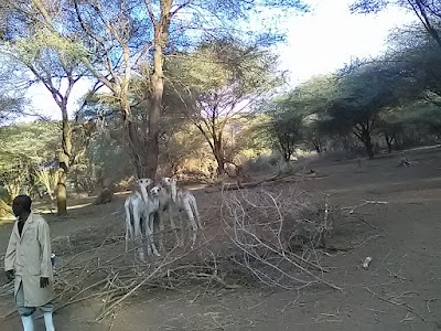 Photos of Kora National Reserve