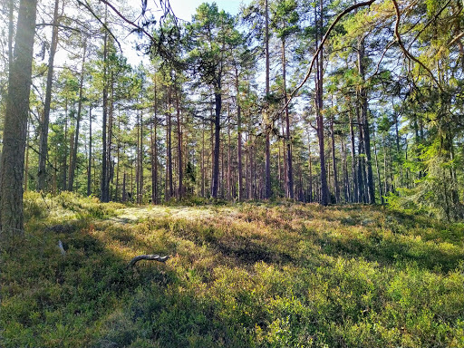 Tångbergets Naturreservat - Thumbnail