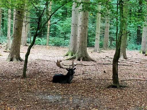 Wildpark Burg Dinklage - Thumbnail