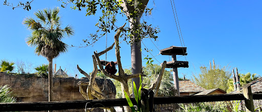 Orangutan Habitat - Thumbnail