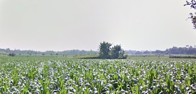 Photos of Gumuk Gandrung