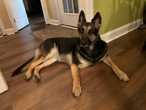 Albemarle Animal Hospital - Thumbnail