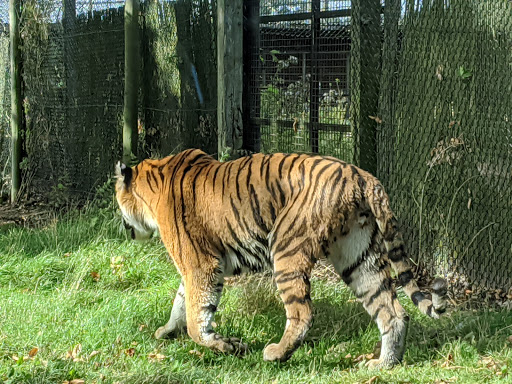 Tiger enclosure- Woburn Safari Park