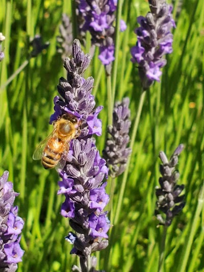 Purple Haze Organic Lavender Farm